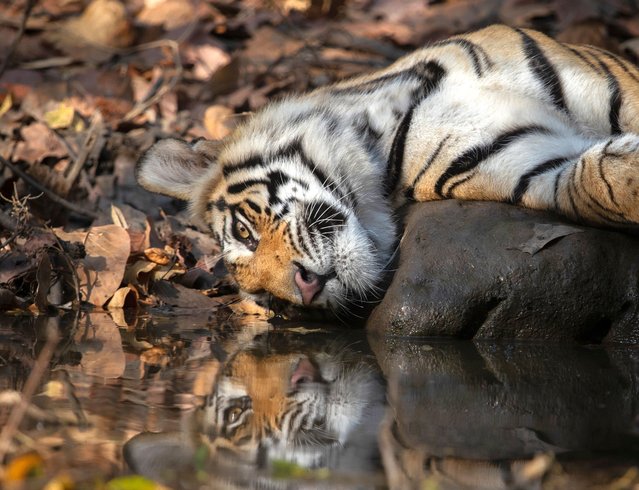 A young tiger spends a day by the pool in India’s Bandhavgarh National Park in the first decade of May 2024. (Photo by Paul Goldstein/South West News Service)