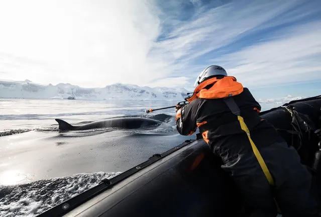 This undated handout picture taken by Dave Brosha and released by the Australian Antarctic Division on April 11, 2017 shows research on whales being conducted in the Gerlache Strait in Antarctica. Whale cams have revealed the secret feeding habits of the giant mammals in frozen Antarctica, details on their social lives, and even how they must blow hard to clear sea ice to breathe. (Photo by Dave Brosha/AFP Photo/APA/Australian Antarctic Division)