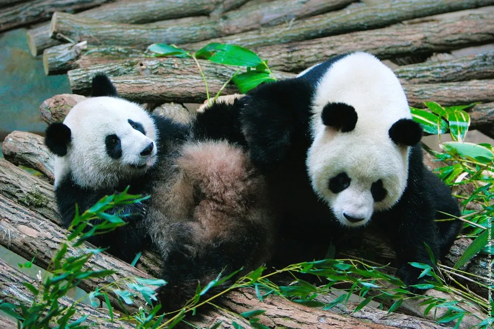 One Day In The Life Of Chinese Pandas Huan Huan And Yuan Zi