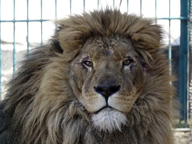 Adult male lion named Simba sits inside a cell at a zoo in Radauti, about 30 kilometers (18 miles) south of Romania's northern Siret border on Wednesday, March 23, 2022.The lion and a wolf wolf named Akyla, have been evacuated from a zoo in war-torn Ukraine to safety in Romania in what an animal rights group says was a four-day mission “full of dangers” further hampered by bureaucracy at the border. (Photo by Eldar Emric/AP Photo)