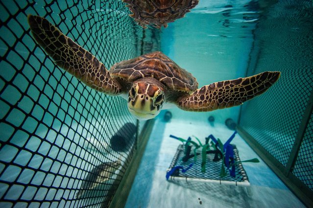 A Green sea turtle swims in its holding tank at the Sea Turtle Hospital in the New England Aquarium’s Animal Care Center in Quincy, Massachusetts, on July 10, 2024. In 2023, the aquarium treated 394 sea turtles, washed ashore in Cape Cod Bay after becoming trapped in the cold water and becoming cold-stunned. The aquarium can house about 60-70 turtles and sends the overflow to other facilities. Loggerhead, Green and Kemp’s ridley sea turtles are all listed as an endangered species. Kemp’s ridley is the most endangered. (Photo by Joseph Prezioso/AFP Photo)