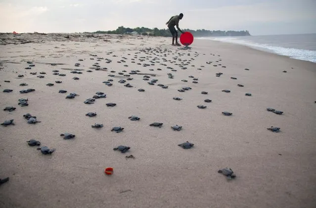 Christian Ndombe, a park ranger, releases turtles on the endangered coastline after incubating the eggs for eight weeks in nests at a hatching centre in Muanda, Democratic Republic of Congo on February 6, 2022. (Photo by Justin Makangara/Reuters)