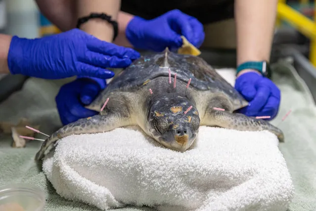 Bassoon the rescued sea turtle gets acupuncture treatments on April 14, 2022 to help his injured jaw at the National Aquarium in Baltimore. (Photo by Theresa Keil/National Aquarium/The Mega Agency)