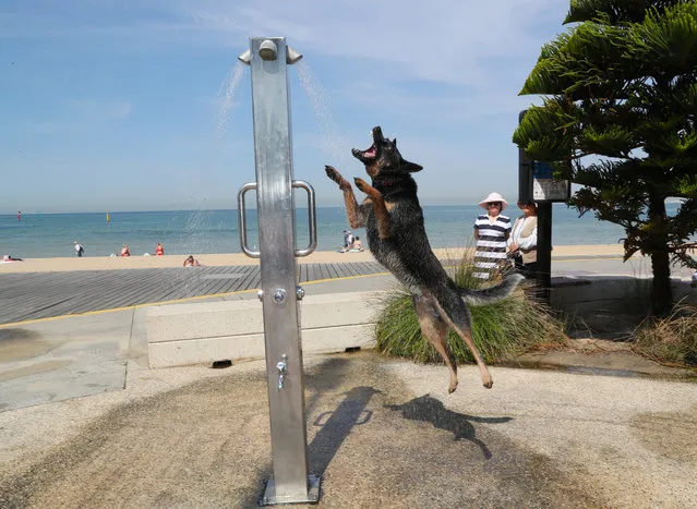 A dog cools off under a shower at St Kilda beach as a heatwave sweeps across the state of Victoria, in St Kilda, south of Melbourne, Australia, 18 December 2019. According to media reports, a number of Australian states are bracing for rising temperatures that could exceed 40 degrees Celsius, as a heatwave continues across the country, increasing the risk of bushfires. (Photo by David Crosling/EPA/EFE)