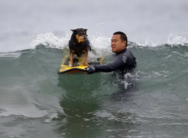 Owner Michael Uy sets up his dog Abbie as she competes in the 10th annual Petco Unleashed surfing dog contest at Imperial Beach, California August 1, 2015. (Photo by Mike Blake/Reuters)