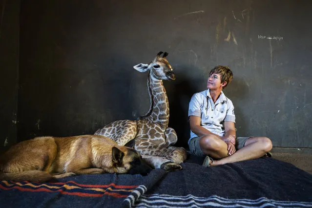 Hunter, a young Belgian Malinois, keeps an eye on Jazz, a nine-day-old giraffe, as orphanage worker Janie Van Heerden looks on at the Rhino orphanage in the Limpopo province of South Africa Friday November 22 2019. Jazz who was brought in after being abandoned by her mother at birth, is being taken care of and fed at the orphanage some three hours North of Johannesburg by Janie Van Heerden, seen right, and has been befriended by Hunter and its sibling Duke. (Photo by Jerome Delay/AP Photo)
