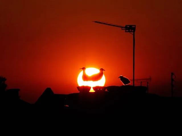 A family of seagulls are silhouetted on the rooftops of Peckham as the sun goes down on June 21, 2014 in London, England. The UK is enjoying a hot start to the summer and forecasters have predicted that the first week of Wimbledon will be dry and fine. (Photo by Mary Turner/Getty Images)