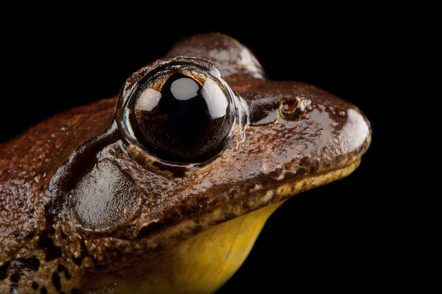 Stuttering frog. The stuttering frog has a call like a kookaburra in a hurry: “kook kook kook kra-a-ak … kruk … kruk”. Quite a chunky frog (up to eight centimetres in length), it is also known as the southern barred frog because of the stripes on its arms and legs. Stuttering frogs live near fast-flowing streams in the wet forests along the east coast of Australia, from north-eastern Victoria to southern Queensland – but have only been found in Victoria on three occasions, and may now be extinct in this state. Many populations of stuttering frogs have disappeared. (Photo by Joel Sartore/National Geographic Photo Ark/The Guardian)