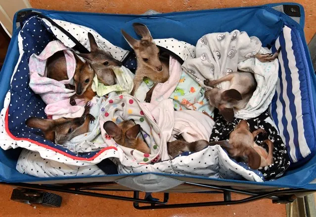 Kangaroo and wallaby joeys that have been orphaned due to a mixture of road accidents, dog attacks, bushfires and drought conditions are seen in a cart as they are treated at Australia Zoo Wildlife Hospital in Beerwah, Queensland, Australia, January 15, 2020. (Photo by Darren England/AAP Image via Reuters)