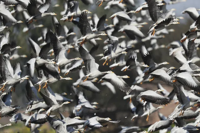 Bar-headed Geese, that migrate from Tibet and Central Asia during winter, flock at Gharana wetland on the outskirts of Jammu, India, Thursday, January 23, 2020. (Photo by Channi Anand/AP Photo)