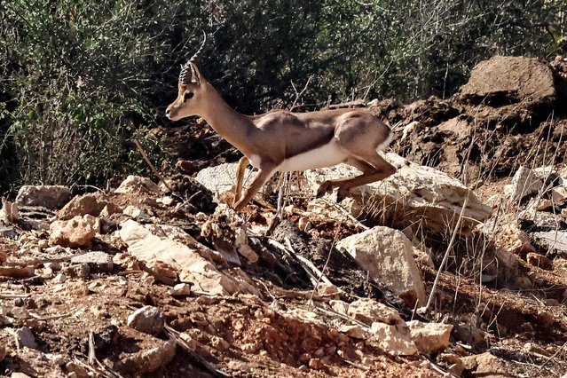 A Palestine mountain gazelle (Gazella gazella) is pictured in the wilderness near the village of Dura al-Qara, northeast of Ramallah in the occupied West Bank, on October 14, 2024. (Photo by Zain Jaafar/AFP Photo)