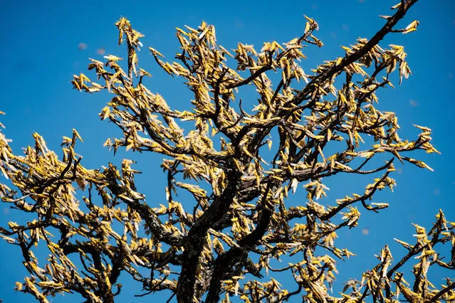 Swarms of locusts land and feed on shea trees, which are a big source of food and income for local farmers, in Otuke on February 17, 2020. Locust swarms have slowly been arriving into northern Uganda from neighbouring Kenya, threatening the livelihoods of local farmers and cattle herders. Government forces have been mapping out the swarms and spraying them with insecticides, however the real worry will be if these swarms lay eggs that will eventually hatch and spread. (Photo by Sumy Sadurni/AFP Photo)