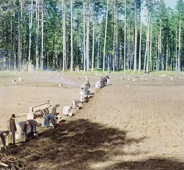 Photos by Sergey Prokudin-Gorsky. Monks at work (Gethsemane Monastery). Planting potatoes. Russia, Tver Province, Ostashkov County, Isle of Gorodomlya, 1910