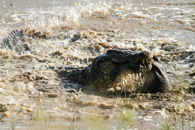 An enormous crocodile mauls a young hippo calf carcass near Lower Sabie on May 11, 2014, in Kruger National Park, South Africa. An enormous crocodile tosses around a young hippo calf caught in its lethal jaws. (Photo by Roland Ross/Barcroft Media)