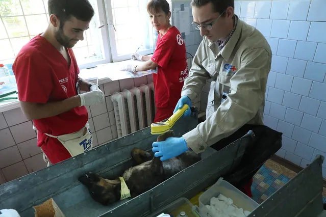 Jake Hecla (R), a graduate student in nuclear engineering at the University of California, Berkeley, uses a “frisker” Geiger counter to measure radiation on the paws and fur of an anesthetized stray dog before surgery as Portuguese veterinarian Filipe Pequito and volunteer Kerry Anne O'Connor look on at a makeshift veterinary clinic inside the Chernobyl exclusion zone on August 17, 2017 in Chornobyl, Ukraine. (Photo by Sean Gallup/Getty Images)