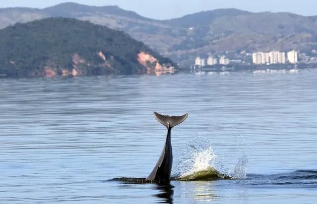 A Guiana dolphin swims in Guanabara Bay, in Rio de Janeiro, Brazil, Friday, July 15, 2022. Researchers say the last pod of dolphins in Guanabara Bay show signs of some recovery, where once thousands roamed through the rich fishing grounds offshore Rio but falling victims to pollution and over- fishing depleting their food source. (Photo by Silvia Izquierdo/AP Photo)
