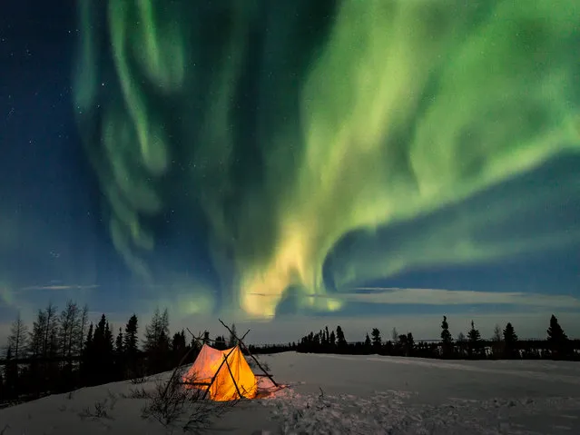 Arctic Nights. (Photo by Judith Conning/CWAS/The Guardian)