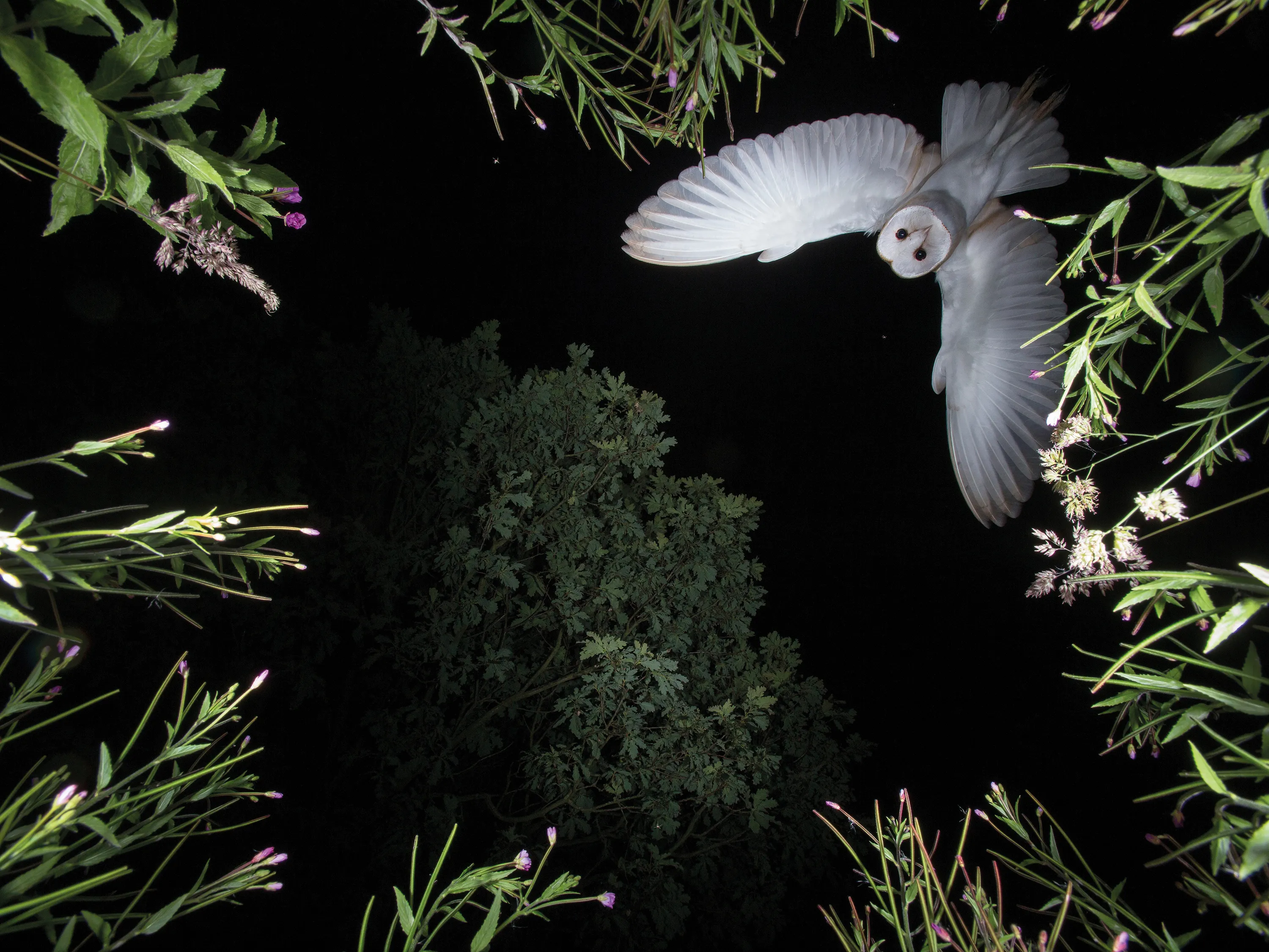 Ночная жизнь птиц. Ночные птицы. Птицы ночью летают. Красивые ночные птицы. Ночные птицы в лесу.