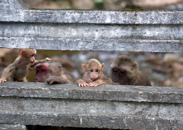 Tibetan macaques are spotted at the Wuyishan National Park on July 25, 2022 in Nanping, Fujian Province of China. In recent years, Wuyishan National Park has been promoting the ecological protection project in the region and the number of wild Tibetan macaques is obviously on the rise. (Photo by Zhang Lijun/China News Service via Getty Images)