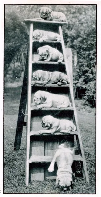 Six and a half puppies on a ladder, 1932