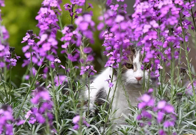 Larry the cat sits amongst spring blooms in Downing Street, near the 10 Downing Street official residence of British Prime Minister Boris Johnson, London, Britain, April 19, 2022. (Photo by Toby Melville/Reuters)