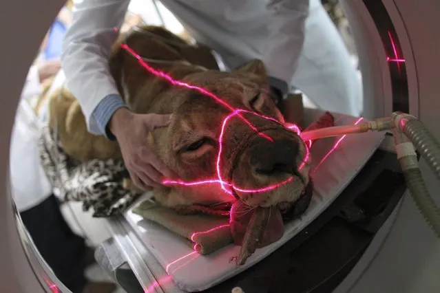 Fafa, a lioness that is nearly 18-year-old, receives a CT scan at the veterinary clinic in Brasilia August 7, 2012. Fafa has been living in Brasilia Zoo since its birth and had undergone surgery this year to remove both its ovaries and uterus. Fafa was sedated and brought to the veterinary clinic after experiencing seizures and bleeding. According to veterinarian John Nardott Ricardo, the lioness had to undergo a 3-hour-long session of CT scans to its chest, skull and abdomen in order to diagnose the source of its health problems. Nardott believes there is a possibility that Fafa has liver damage, which may have arisen from a cancerous tumour Fafa had in 2010. (Photo by Ueslei Marcelino/Reuters)