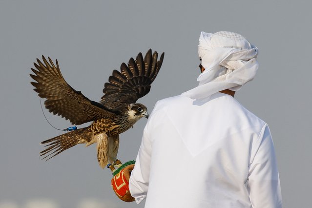 A man carries a falcon during the Haddad Al-Tahadi Championship, as part of the activities of the Qatar International Falconry and Hunting Festival at the Sabkhat Marmi in Sealine, south of Doha on January 10, 2025. (Photo by Karim Jaafar/AFP Photo)