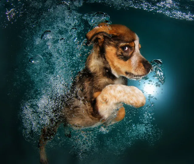 “Underwater Puppies”: Ginger. (Photo by Seth Casteel)
