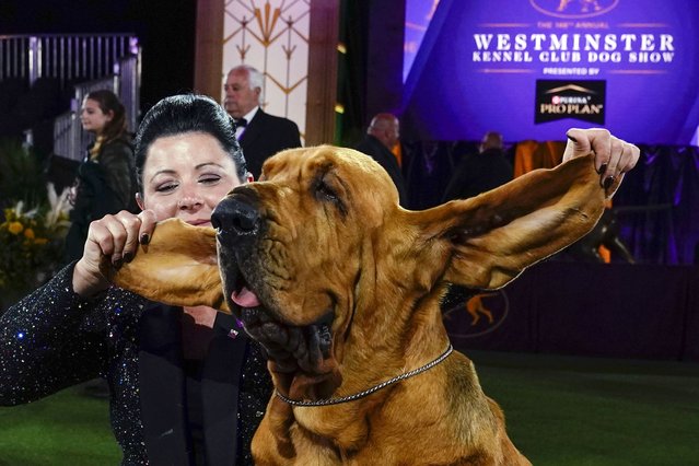 Heather Helmer poses for photographs with Trumpet, a bloodhound, after Trumpet won best in show at the 146th Westminster Kennel Club Dog Show, June 22, 2022, in Tarrytown, N.Y. (Photo by Frank Franklin II/AP Photo)