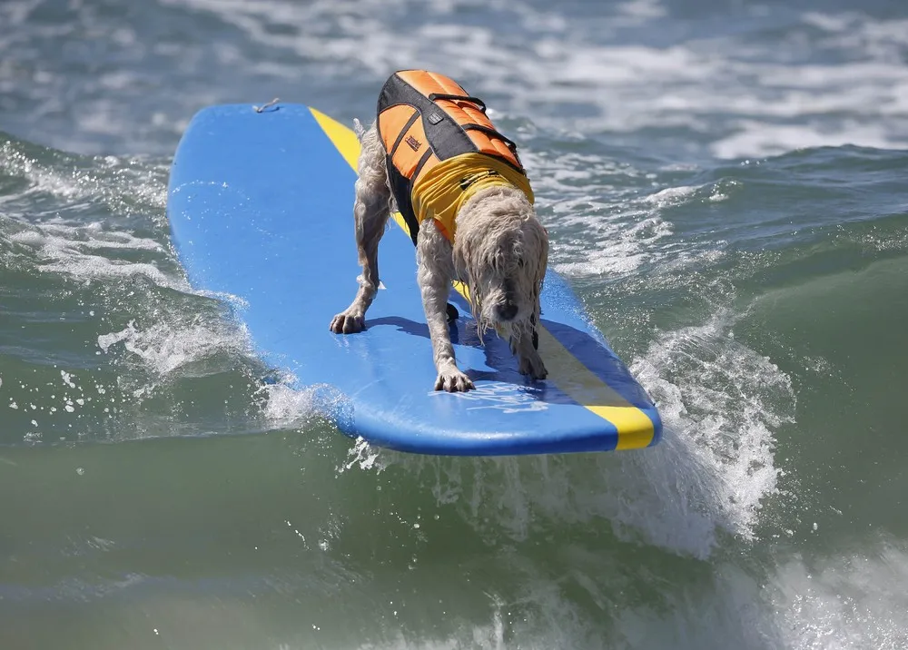 The 6th Annual Surf City Surf Dog Contest in California