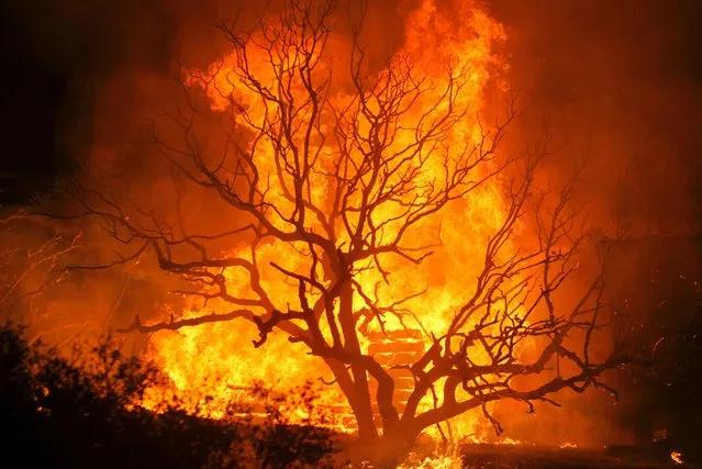 The Blue Cut wildfire burns housings and trees near Cajon Pass, north of San Bernardino, California on August 16, 2016. (Photo by Ringo Chiu/AFP Photo)