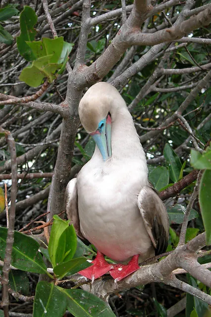 Red-Footed Booby