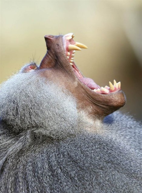 Sitting in the sun, a baboon yawns in his enclosure at the Hellabrunn Zoo in Munich, Germany, on November 19, 2012. (Photo by Michael Dalder/Reuters)