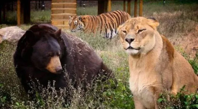 Lion, Tiger, Bear