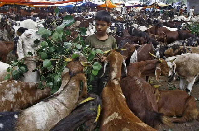 A boy feeds his family's goats as he waits for customers at a livestock market ahead of the Eid al-Adha festival in Kolkata, India, September 22, 2015. (Photo by Rupak De Chowdhuri/Reuters)