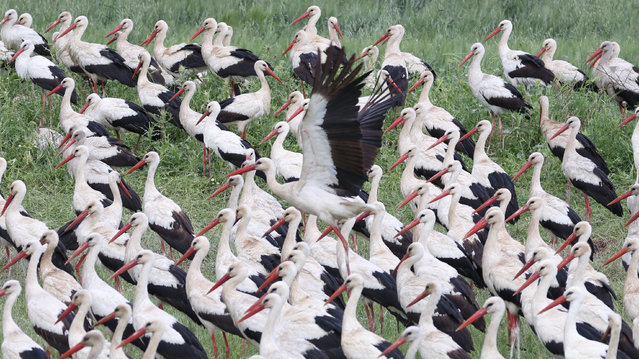 Migrating White Storks (Ciconia ciconia) in a field, a key stopover site for migratory birds near the West Bank city of Jenin, 10 April 2025. White Storks typically search for food on the ground, among low vegetation, or in shallow water. These long-distance migrating birds winter in Africa and travel between Europe and Africa, generally avoiding crossing the Mediterranean Sea. (Photo by Alaa Badarneh/EPA/EFE)