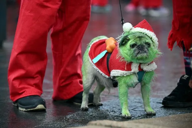 A runner dressed in Father Christmas attire stands with their dog, named Pugsley, who has been coloured green, before taking part in the annual five-kilometre Santa Dash in Liverpool, northwest England, on December 4, 2022. Many runners opt to wear a blue suit, typically supporters of Everton Football Club, rather than a red one, as red is the colour of their bitter rivals Liverpool Football Club. The Liverpool Santa Dash is the biggest and longest established Santa Run in the UK, with approximately 5500 runners taking part. (Photo by Oli Scarff/AFP Photo)