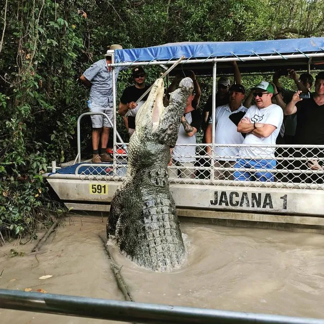 A 20 foot (six meters) crocodile jumps out of the water in the Northern Territorys Adelaide River, Australia. (Photo by Rhys Crowley/Caters News Agency)