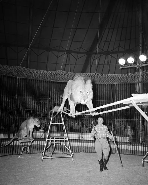 Prince, six-year-old star of Michel Van Been's lion group, performs a balancing act on two ropes under the watchful eye of his French trainer in Frankfurt, Germany, October 6, 1950. Van Been's lions are one of the main attractions of the German circus Franz "Tuffi" Althoff. (Photo by Hanns J. Jaeger/AP Photo)