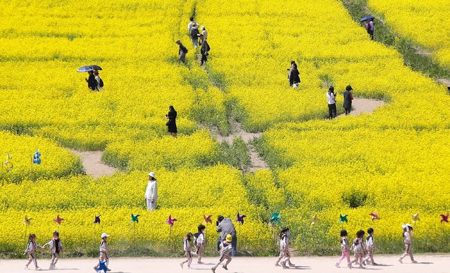 On the afternoon of the April 15, 2025 citizens are walking among rapeseed flowers at Daejo Ecological Park in Gangseo-gu, Busan. (Phoot by Kim Dong-hwan)