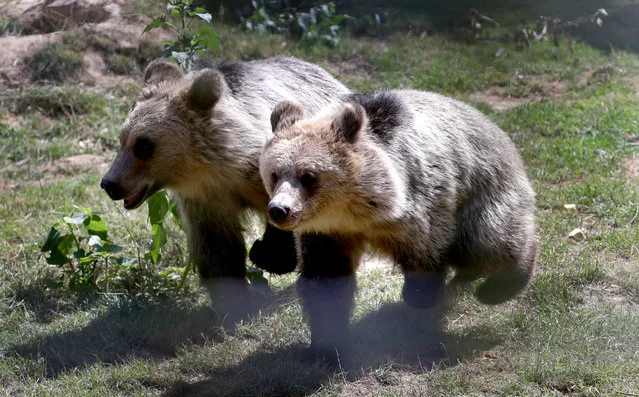 Two rescued brown bear cubs, Lucy (left) and Mish arrive at their new home with the wildlife conservation charity Wildwood Trust in Herne Bay, Kent on August 18, 2020. The orphaned pair, who have been living in a temporary home in Belgium since they were found abandoned and alone in a snowdrift in the Albanian mountains, will be acclimatised to their new life in the UK before moving to a permanent home. (Photo by Gareth Fuller/PA Images via Getty Images)