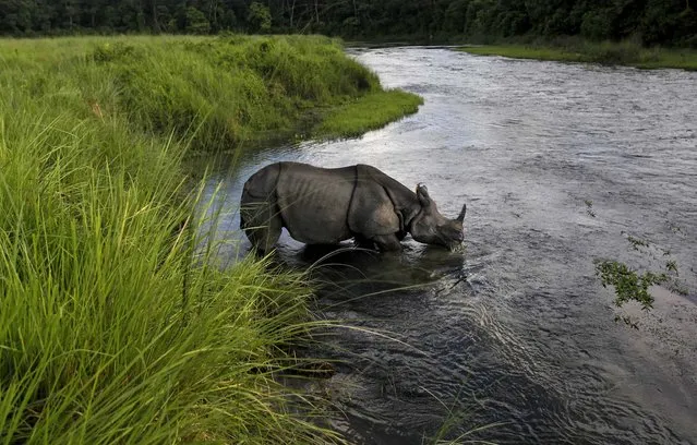 A greater one horned rhino drinks from a river in the Janakauli community forest bordering Chitwan National Park, southwest of Katmandu, Nepal. Poaching of rhinos remains a serious problem in the Himalayan nation. Rhinos are protected by the government and the forests are declared conservation areas, but there are only an estimated 2,500 rhinos in the wild. (Photo by Gemunu Amarasinghe/Associated Press)