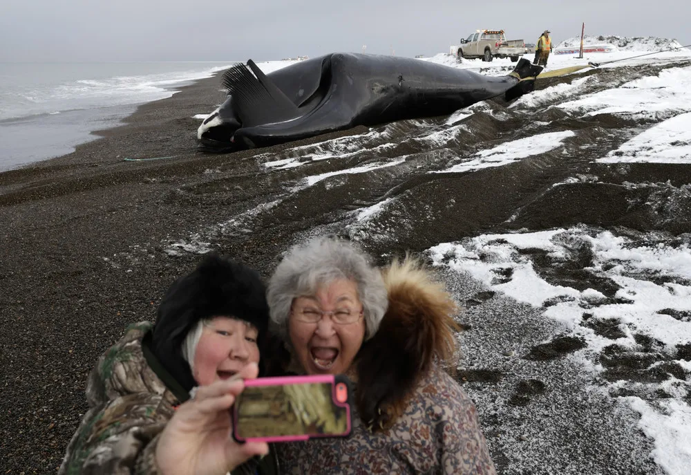 Whale Catch is Survival in Alaska Town
