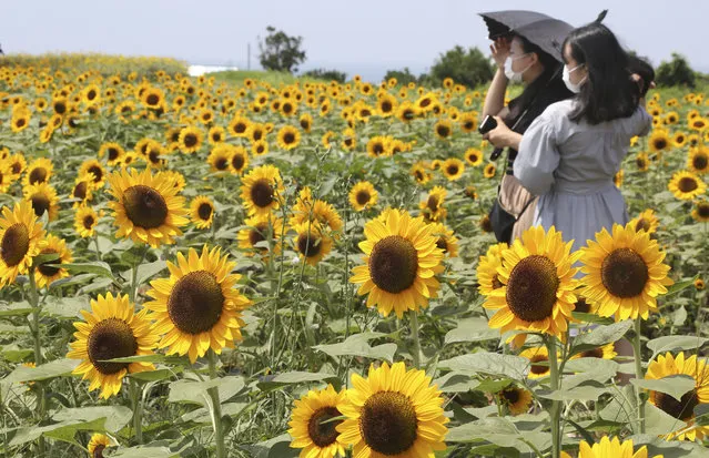People wearing face masks to protect against the spread of the new coronavirus stand in a sea of sunflowers in full bloom in Yokosuka park near Tokyo, Monday, August 17, 2020. (Photo by Koji Sasahara/AP Photo)