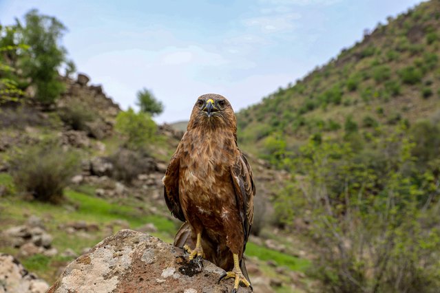 A hawk is seen on a rock after being released in nature in Diyarbakir, Turkiye on April 19, 2022. Three hawks and a black stork released into the wild after their treatments. (Photo by Bestami Bodruk/Anadolu Agency via Getty Images)