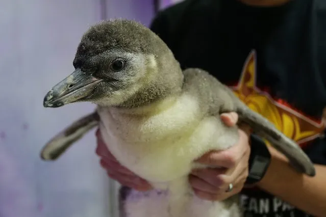 A Filipino holds a baby Humboldt penguin inside an aquarium at the Manila Ocean Park, in Manila, Philippines, 06 October 2015. Two new penguin hatchlings were hatched last August under the care of the Manila Ocean Park's curatorial team. The penguins are still being fed by the parents and will be ready for hand-feeding when the babies reach the weight of at least three kilos, a penguin expert said. (Photo by Mark R. Cristino/EPA)