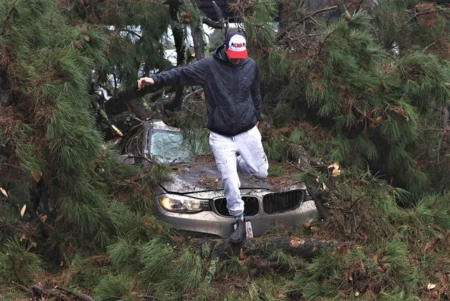 Boone White leaps from his car with no injury after a large tree fell on it while he was driving Thursday, January 5, 2023, near Capitola, Calif. (Photo by Shmuel Thaler/The Santa Cruz Sentinel via AP Photo)