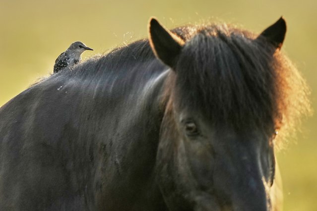 A starling sits on an Icelandic horse at a stud farm in Wehrheim near Frankfurt, Germany, Tuesday, July 29, 2025. (Photo by Michael Probst/AP Photo)