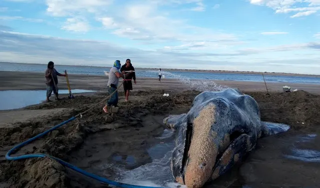 In this photo released by Mexico's Federal Environmental Protection Agency (PROFEPA) and taken between February 15 and 17 of 2018, people spray water on a gray whale during efforts to return it to sea in Baja California Sur state, Mexico. The gray whale was returned safely to the Pacific Ocean after three days beached on the coast. (Photo by PROFEPA via AP Photo)