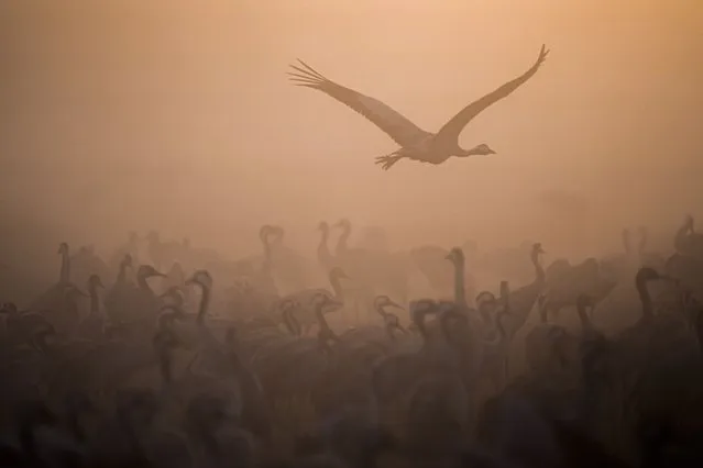 Migrating Cranes flock as fog covers the Hula Lake conservation area, north of the Sea of Galilee, in northern Israel, Thursday, January 26, 2023. More than half a billion birds of some 400 different species pass through the Jordan Valley to Africa and go back to Europe during the year. (Photo by Ariel Schalit/AP Photo)